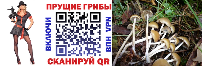 Псилоцибиновые грибы прущие грибы  Касли 